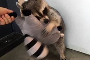 Енот, который не может жить без своего енота