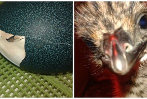 Как я выращивал страуса, по мотивам поста с Фишек