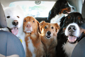 Трое-четверо собак в доме - каково это?