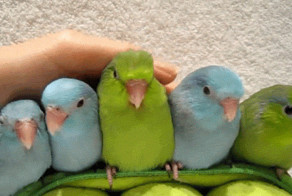 Подборка гифок