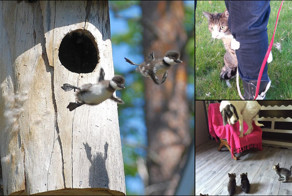 15 смешных фото, на которых животные что-то сделали в первый раз