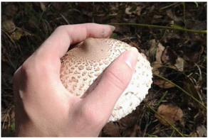 Проверка испорченного воображения - когда везде только они