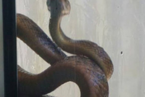 Змееловы вытаскивают десятки опасных змей из домов австралийцев после циклона