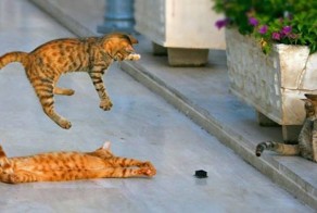 Снимки, сделанные в самый подходящий момент!