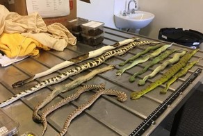 Кто-то отправил в Австралию под видом обуви коробку, полную ядовитых змей и пауков