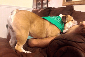 Забавные собаки, которые могут уснуть как и где угодно