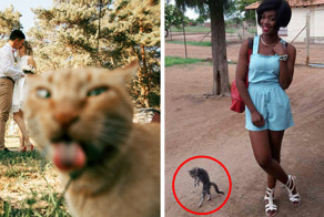 Коты, которые очень хотели попасть в кадр