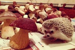 Немного прикольных картинок из сети
