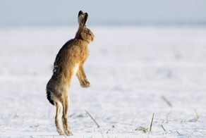 Звери в большом городе: что делать, если на тротуаре тебя сбил заяц?