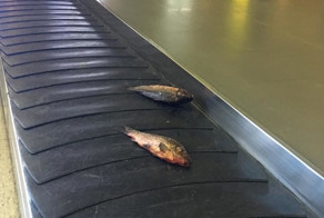 Судить о степени вменяемости человека можно по его багажу