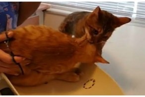 Кошка спасает друга из ветеринарной клиники