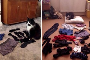 Кот по кличке Реджинальд, который любит красть чужое белье