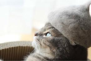 Виртуозы кошачьей пряжи: пора прекратить выкидывать котошерсть!