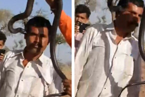 Поцелуй смерти: а через час он скончался от змеиного яда