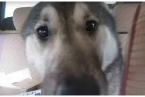 Это видео встречи хозяина и потерявшейся собаки сделает ваш день лучше