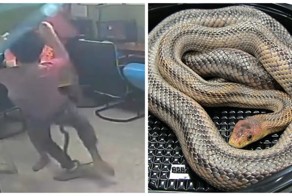Змея ворвалась в тайское интернет-кафе и набросилась на клиента