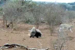 Леопард извлек хороший урок из встречи с дикобразами
