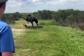 Нападение дерзкого коня на аллигатора сняли на видео