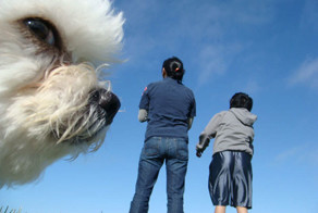 Смешные фотобомбы с собаками