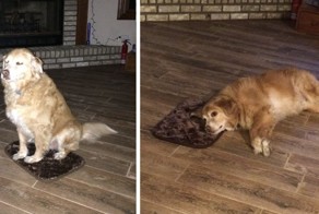 Собака сделала вид, что ей нравится слишком маленькая подстилка