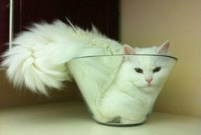 Коты, которые способны вздремнуть где угодно