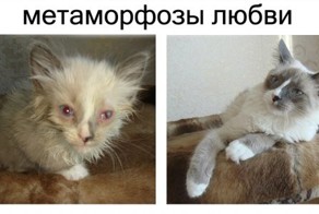 Спасённые кошки "до" и "после"