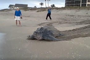 Долгий путь домой: огромная кожистая черепаха ползет к океану 