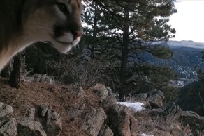 Грозный хищник зовет сородичей
