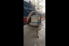 Наглость - второе счастье! Сивуч ворует рыбу у моряков в порту 