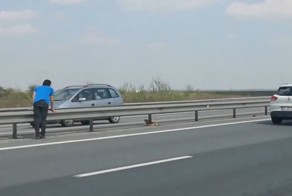 Ветеринар спас собаку, сидевшую на шоссе с оживлённым движением