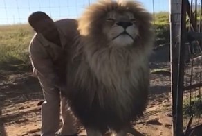 Сотрудник заповедника делает массаж льву 