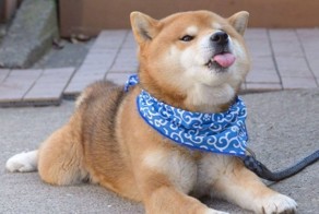 Рюдзи — самый фотогеничный сиба-ину, умиляющий до невозможности своими смешными гримасами