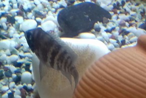 У начинающего аквариумиста (цихлидника)