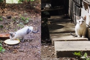 Двуногий кот Ракета