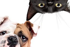 Кошки умнее и хитрее собак