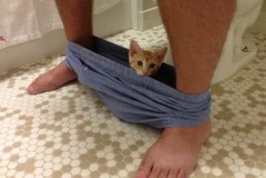 20 кошек, которые плевать хотели на твоё личное пространство