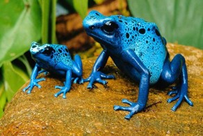 Смертельная красота