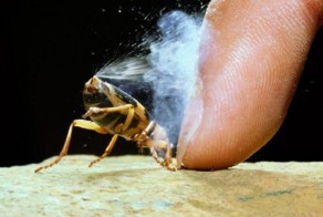 Животные с суперспособностями