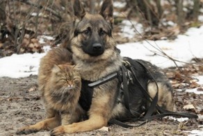 Кот, выросший среди псов, работает "провокатором" в центре подготовки служебных собак