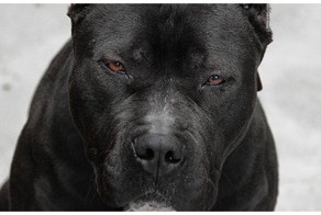 Жестокое нападение бойцовской собаки на трёхлетнего ребенка попало на видео