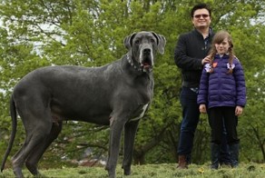 Самый крупный пес Великобритании весит как слоненок