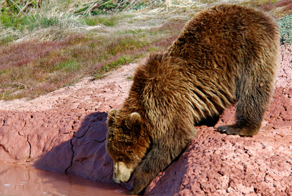 Обжигают ли медведи лапы в гейзерах?