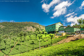 Индийский чайный завод: вид изнутри