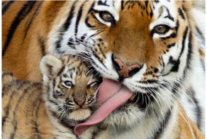 Берегите природу, мать нашу!