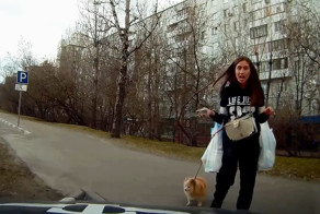 Дама с собачкой в такси