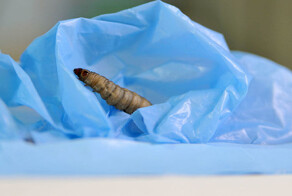 «Сотня гусениц сжирает 92 мг полиэтилена за 12 часов»