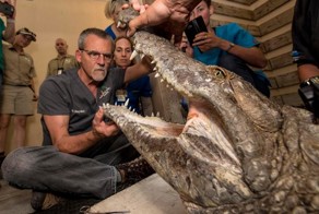 Ветеринару пришлось лечить очень опасного пациента — трёхметрового крокодила
