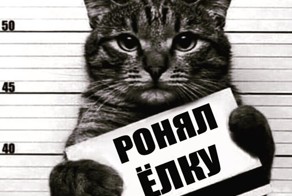 Как пристыдить кошку, если она оборзела