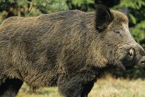 Стадо кабанов прикончило троих исламских террористов