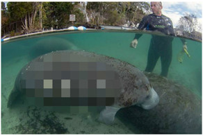 Душераздирающее зрелище - милые и беззащитные ламантины, живущие в страшных муках